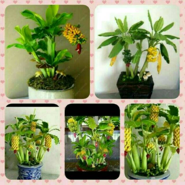 Biji Benih Bibit Tanaman Pisang mini Bonsai / pupuk / Sayur / obat hp