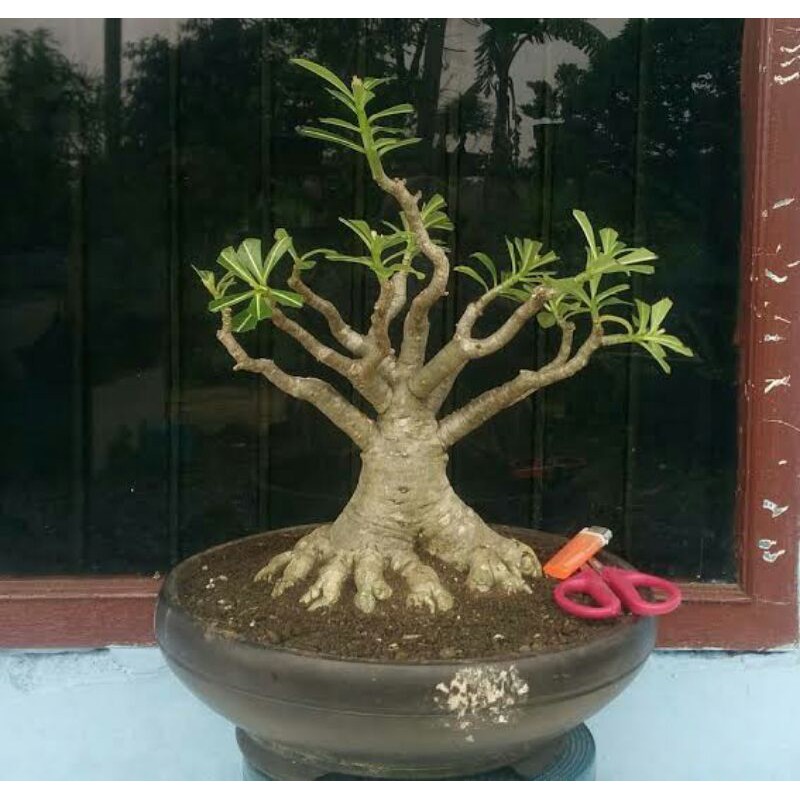 tanaman hias adenium bonggol besar bahan bonsai cabang seribu