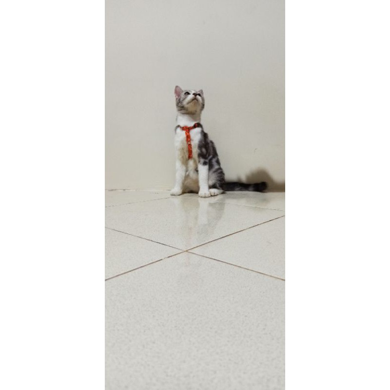 Harnes H kucing kelinci  anjing ras kecil tali tuntun