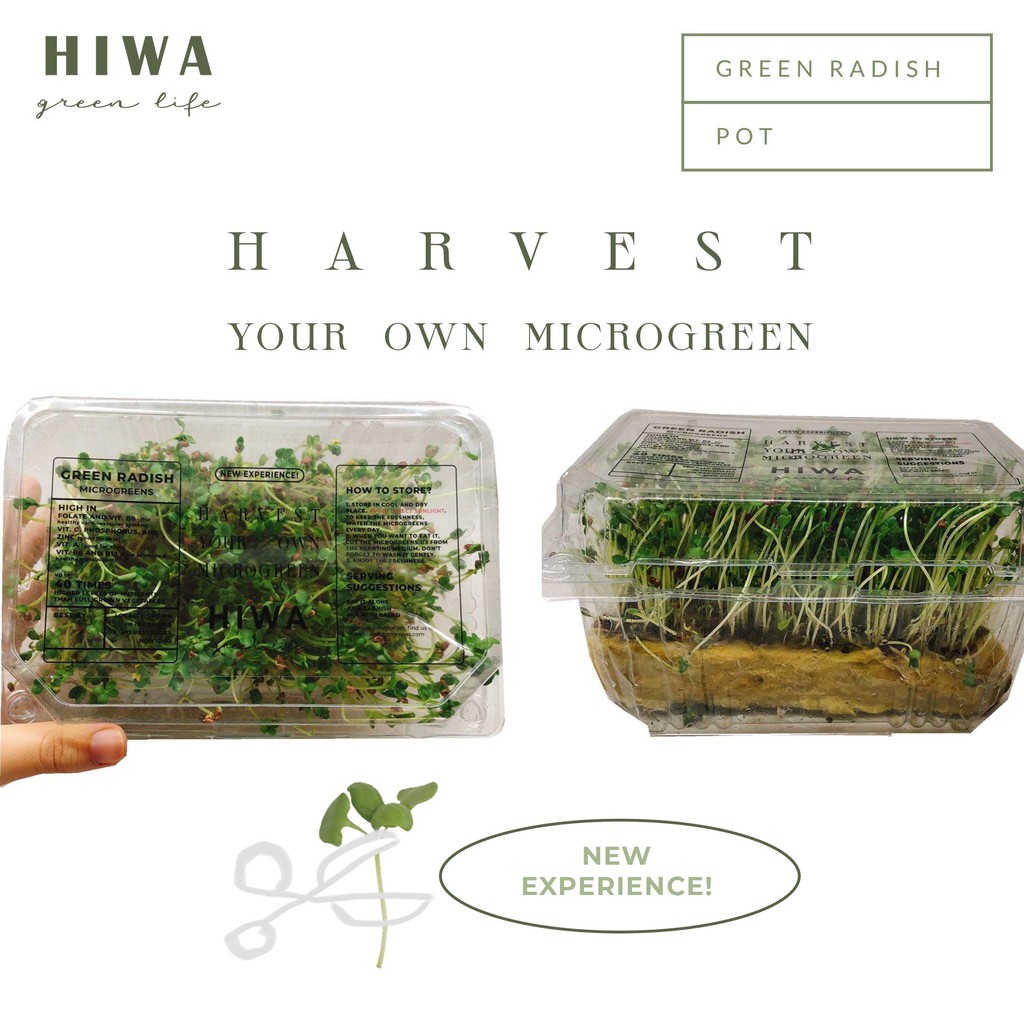

HIWA Microgreen - Green Radish (Type Pot)