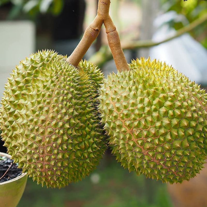 Bibit Durian Musangking kaki 3