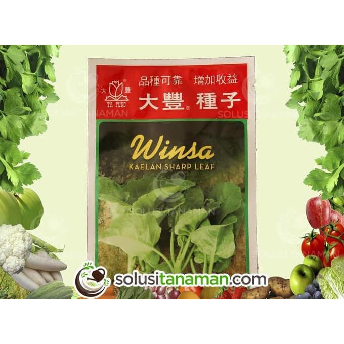

UNIK Benih Sayuran Kailan Kale @20gr - Biji Bibit Sayur Tanaman Hidroponi 2 SEPTEMBER
