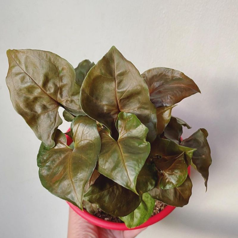 Syngonium Maria / Syngonium Bronze