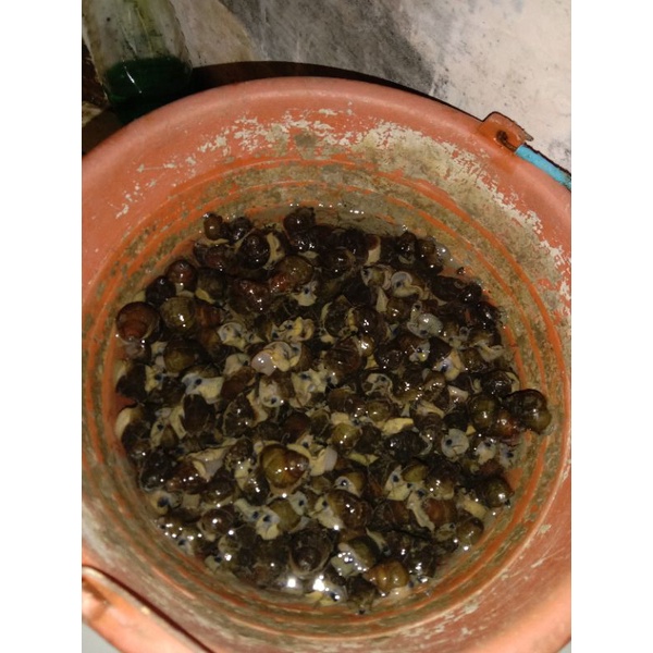 

Tutut mentah per kg