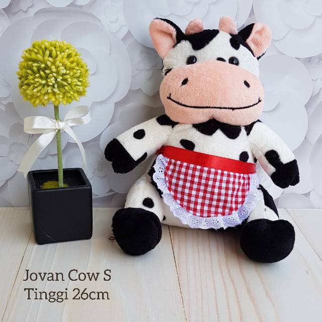 Sit cow cooking small
