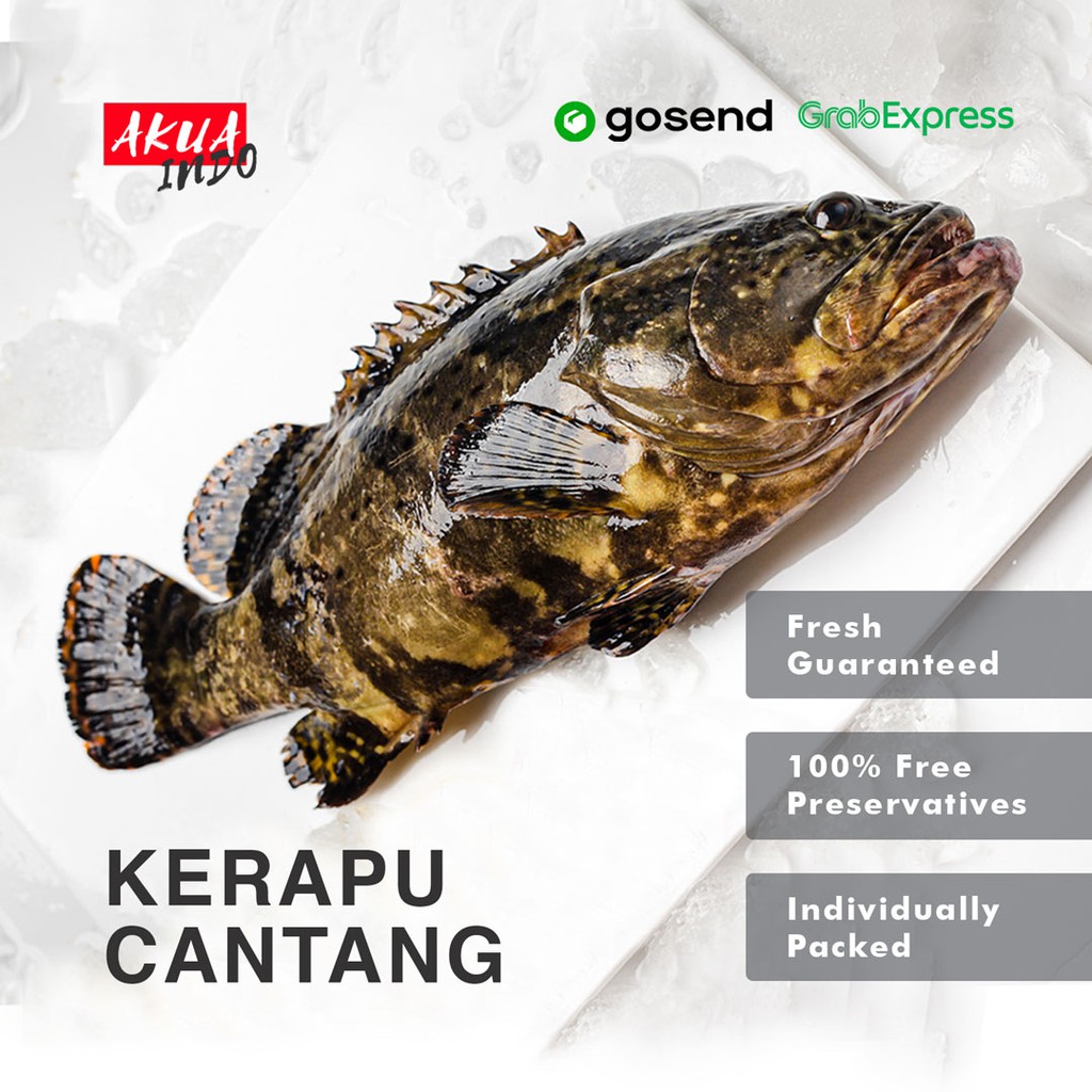 

Ikan Kerapu Cantang Segar Hidup