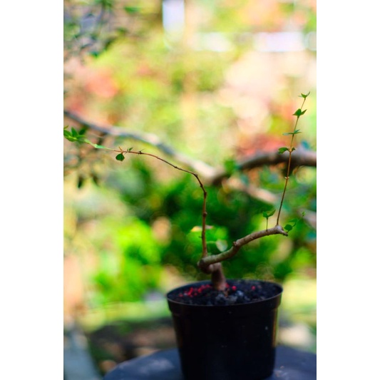 BIBIT BONSAI DEWANDARU/semai biji