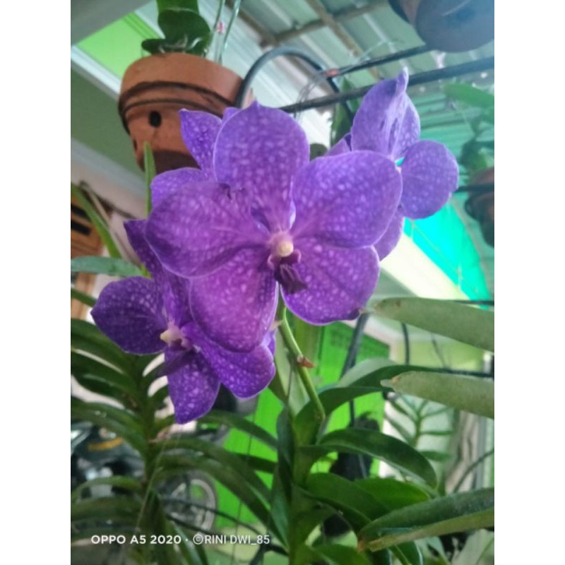 Vanda Pachara Delight