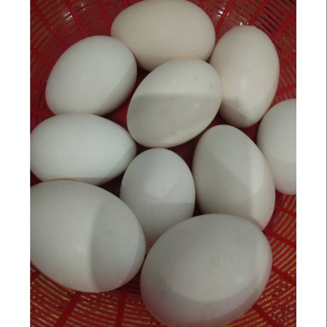 

TELUR SOANG UNTUK KONSUMSI
