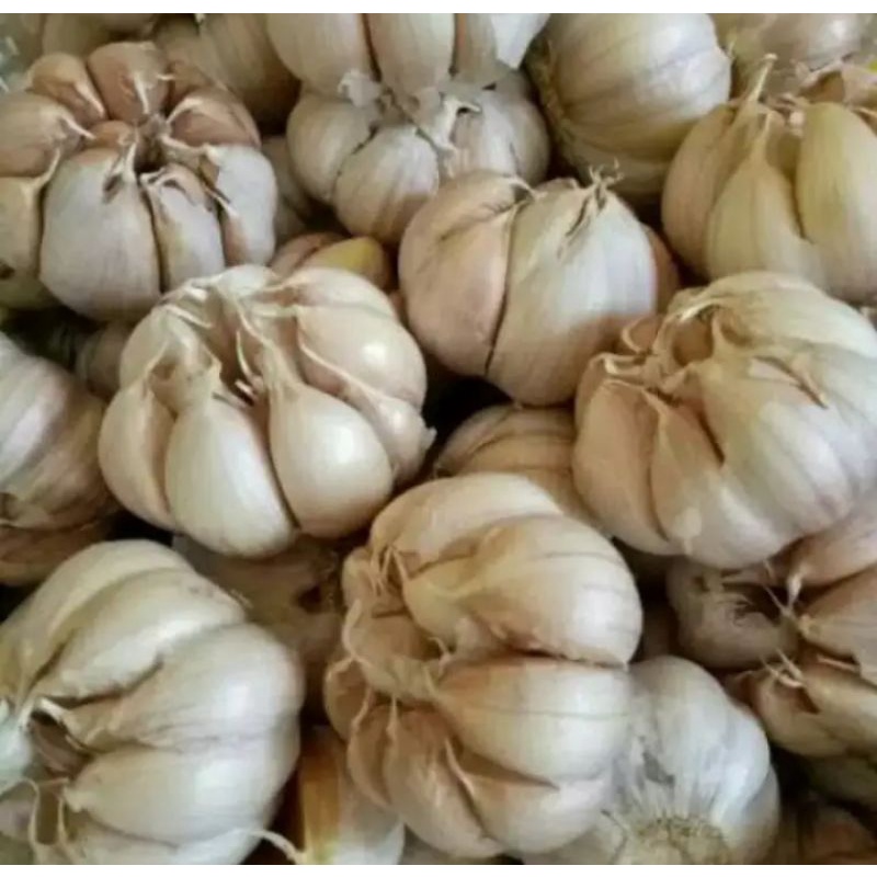 

bawang putih