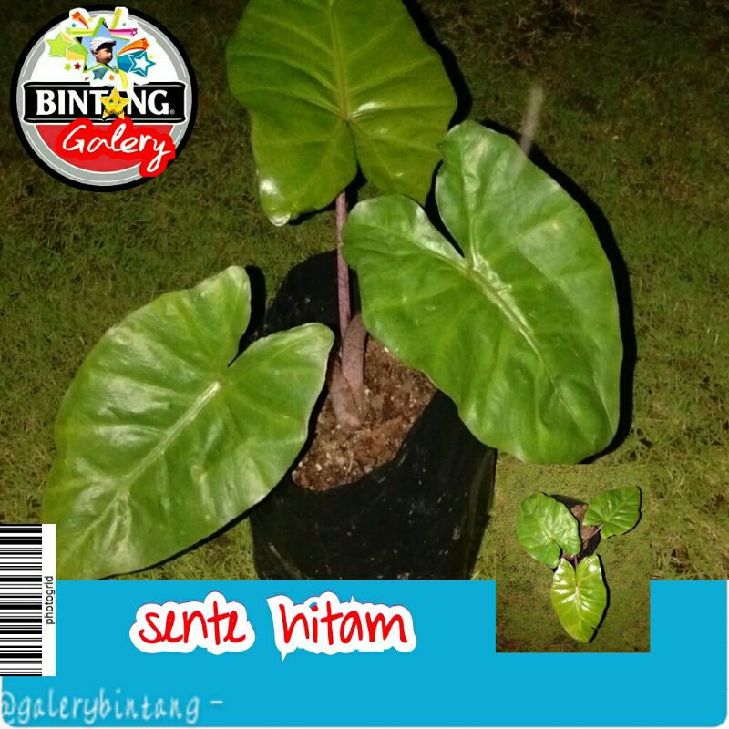 keladi hitam sente hitam