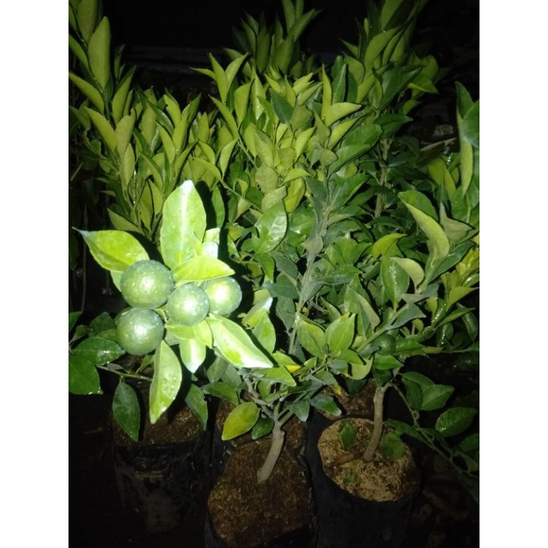 jeruk santang berbuah termurah