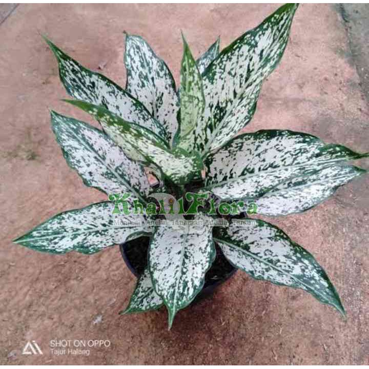 Tanaman Aglonema Snow White / Bunga Hias Aglaonema Snow White