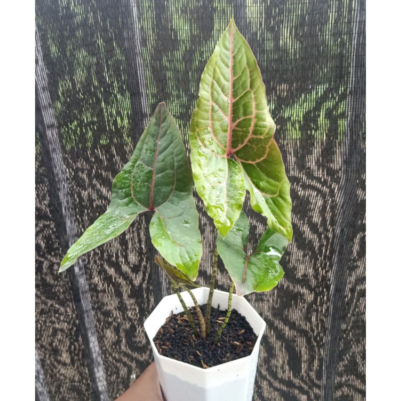 Tanaman Aroid Alokasia Black Jack Papua