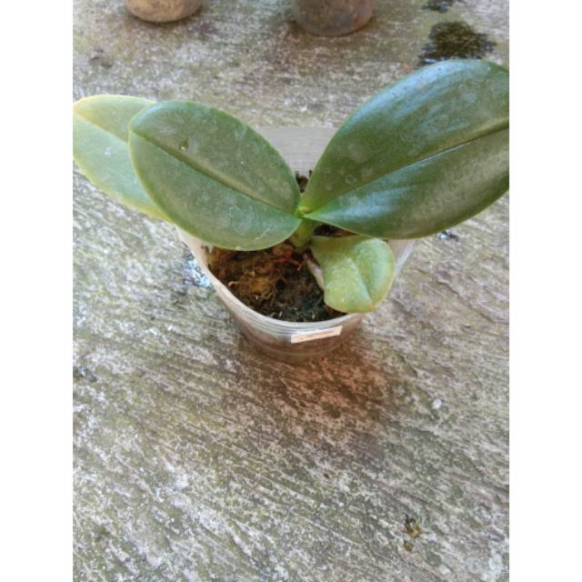 Bibit Anggrek Bulan / Seeding Anggrek Remaja