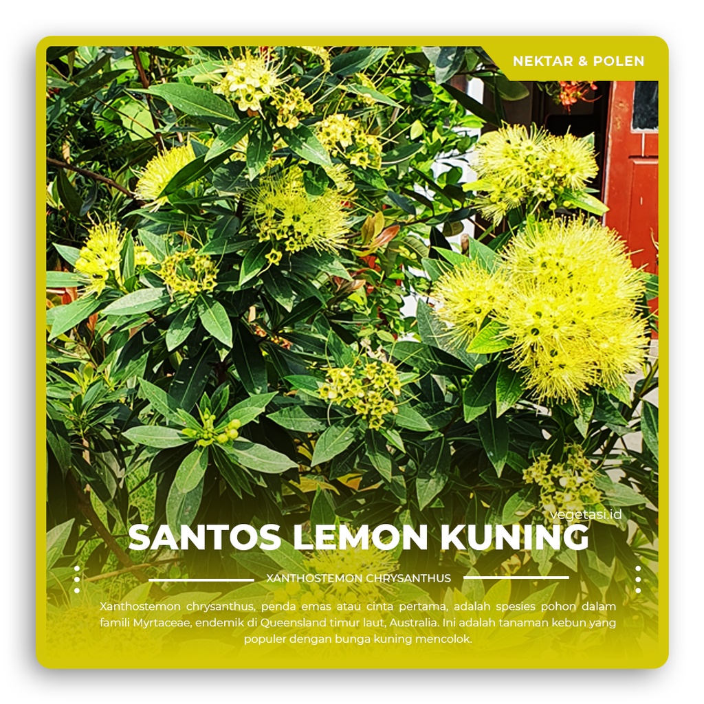 Pohon Santos Lemon Kuning Xanthostemon Golden Penda Full Nektar Polen untuk pakan lebah trigona mitr