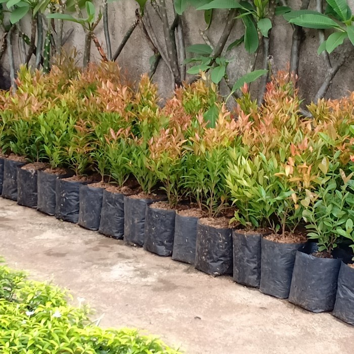 Pucuk Merah Tinggi 30cm