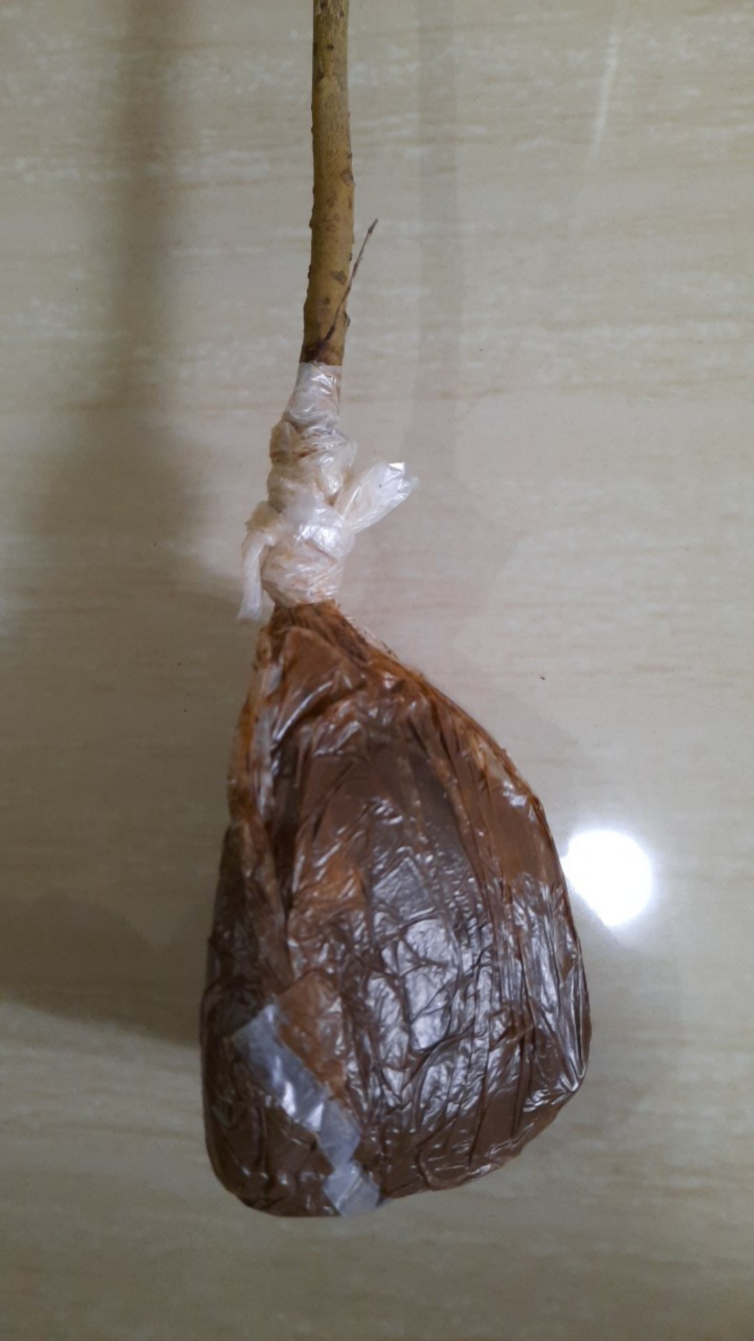 Bibit Sawo Jumbo  Berbunga