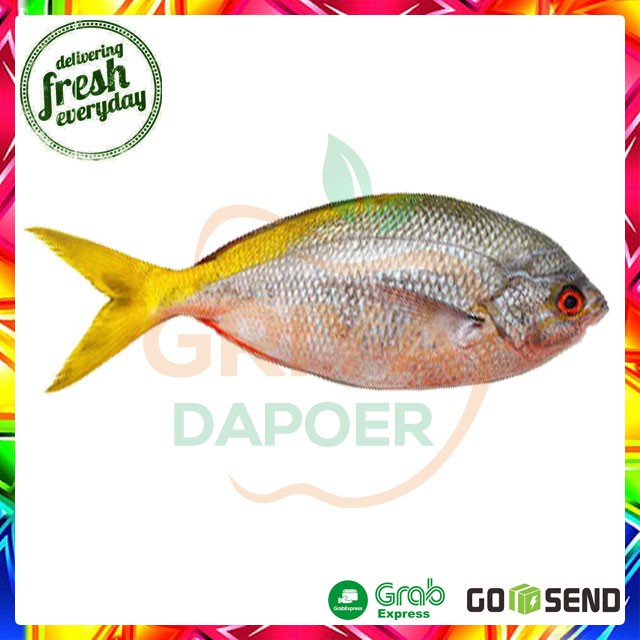

IKAN EKOR KUNING - 500 GRAM