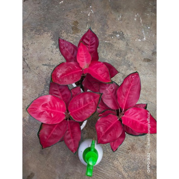 suksom Merapi induk besar