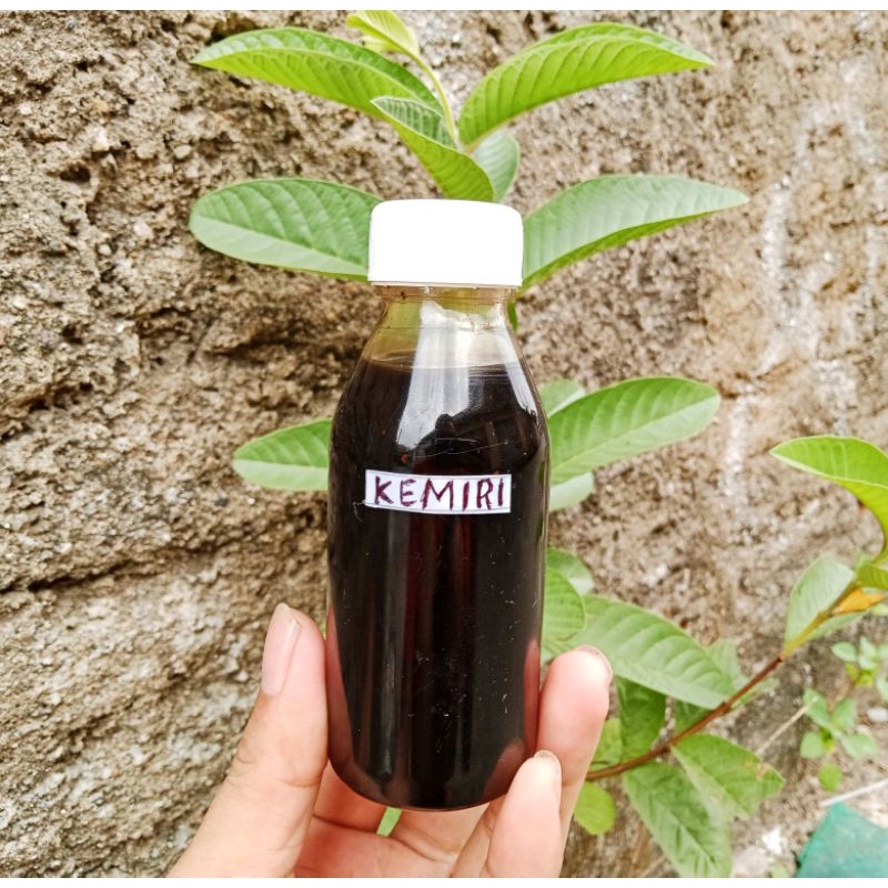 Minyak kemiri bakar asli 100ml flip