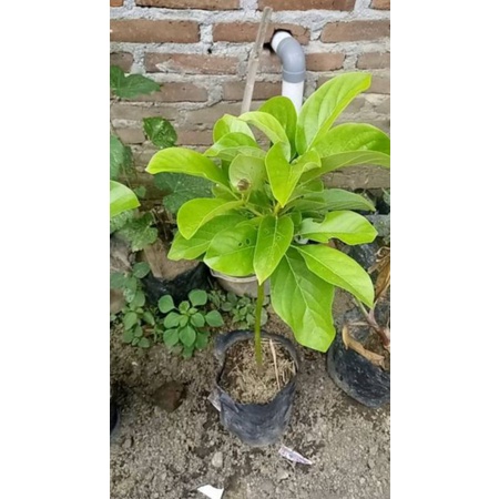 bibit alpukat Thanh bich import