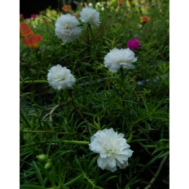 

Portulaca/moserose putih