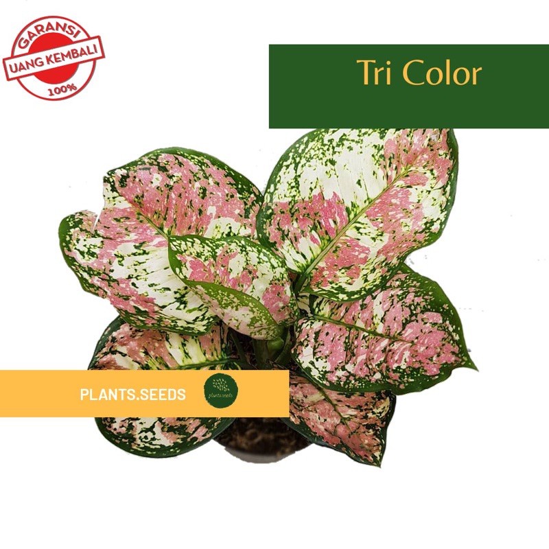 Bonggol Aglonema Three Colour / Bonggol aglonema tri colour / aglonema tricolor