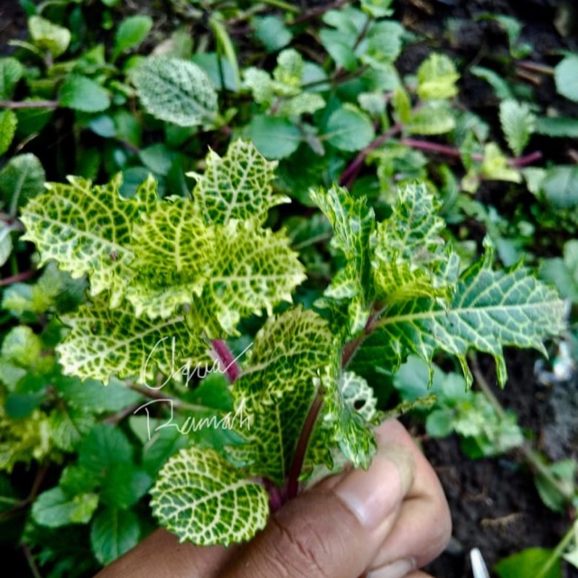 Hygrophila Diformis Varigata Tanaman Aquascape Aquarium Shopee Indonesia