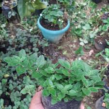 Bibit oregano murah - TANAMAN HERBAL OREGANO