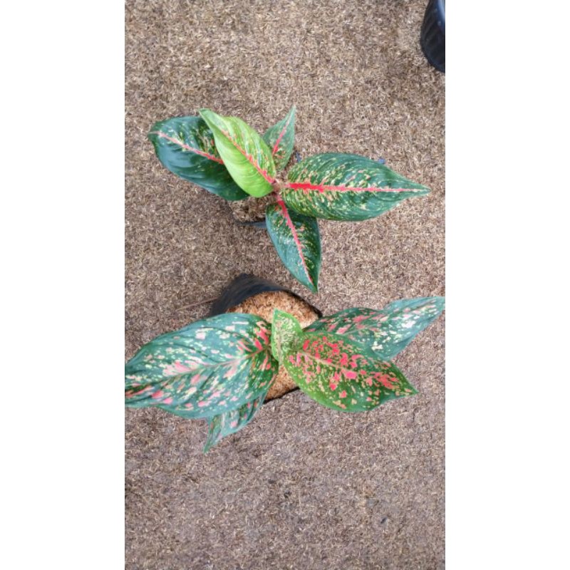 paket aglonema HOT LEDY & RED VENUS JUMBO