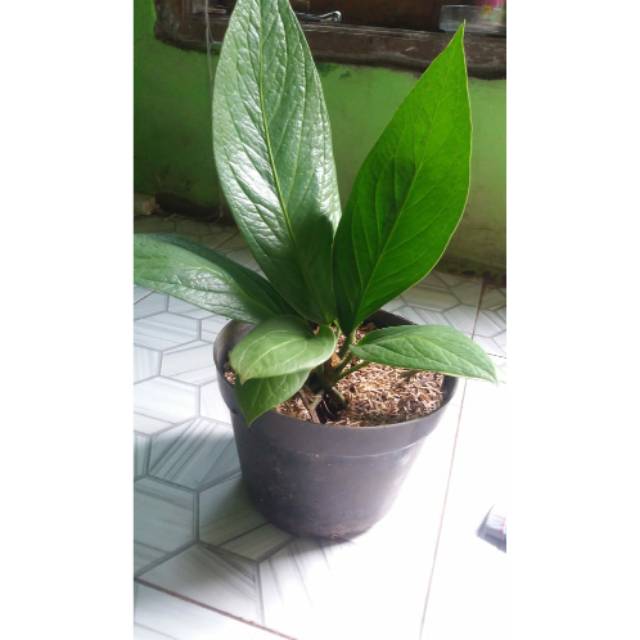 tanaman hias antorium jemani kobra