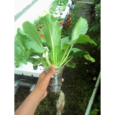 500 benih sawi hijau bibit tanaman sayur sayuran caisim hidroponik SAWI BAKSO