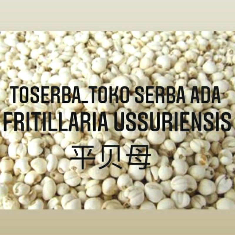 

100gr Herbal Ping Bei Mu 平贝母 Fritillaria Ussuriensis Premium Grade