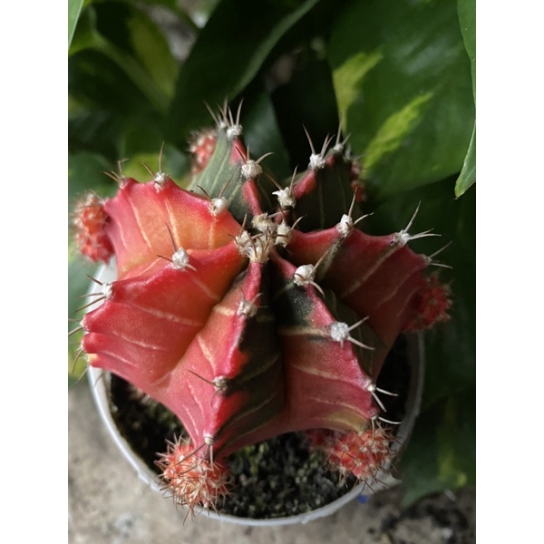 PROMO Indukan Kaktus Gymno Miha / Milo / Starfire L27 d 8cm