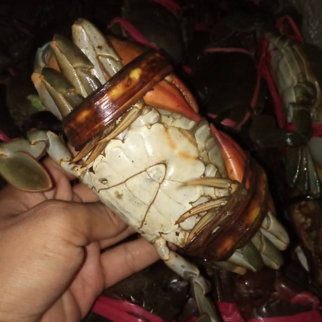 

Kepiting hidup
