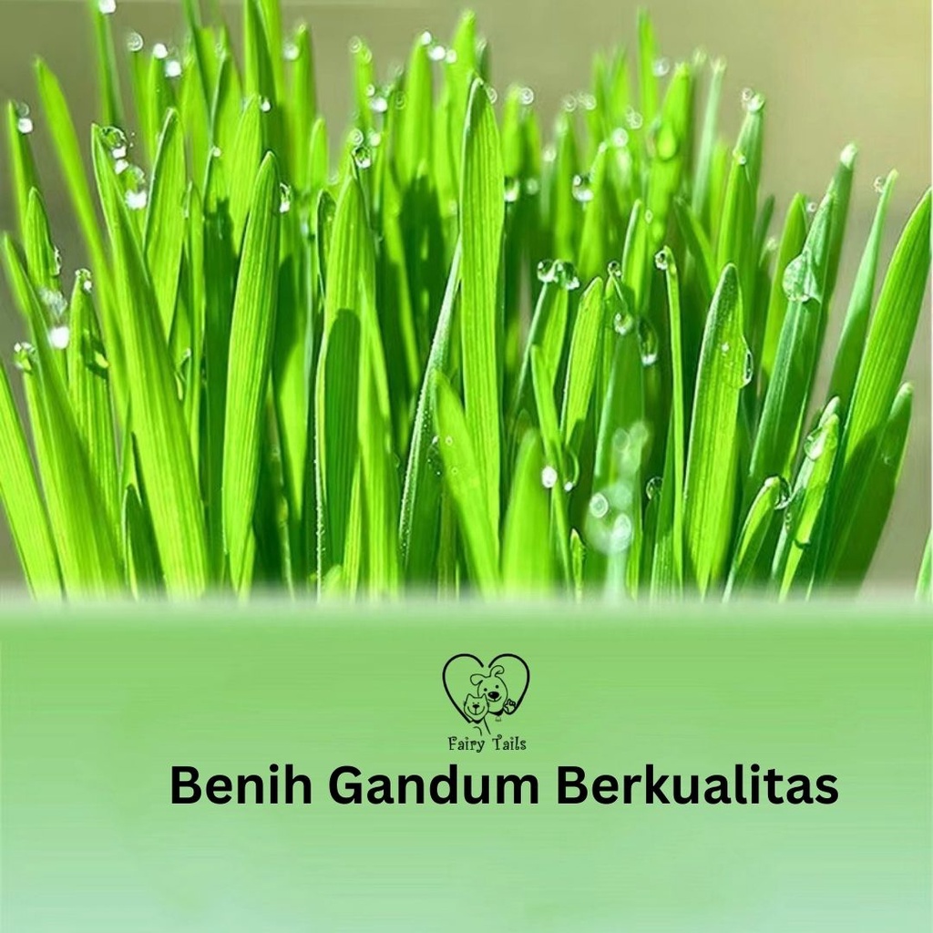 Rumput Untuk Kucing Premium Benih Gandum Organik Langsung Tanam Kemasan TinFoil Praktis Untuk Mencegah Muntah Akibat Bola Bulu Hairball / Wheat Grass For Cat