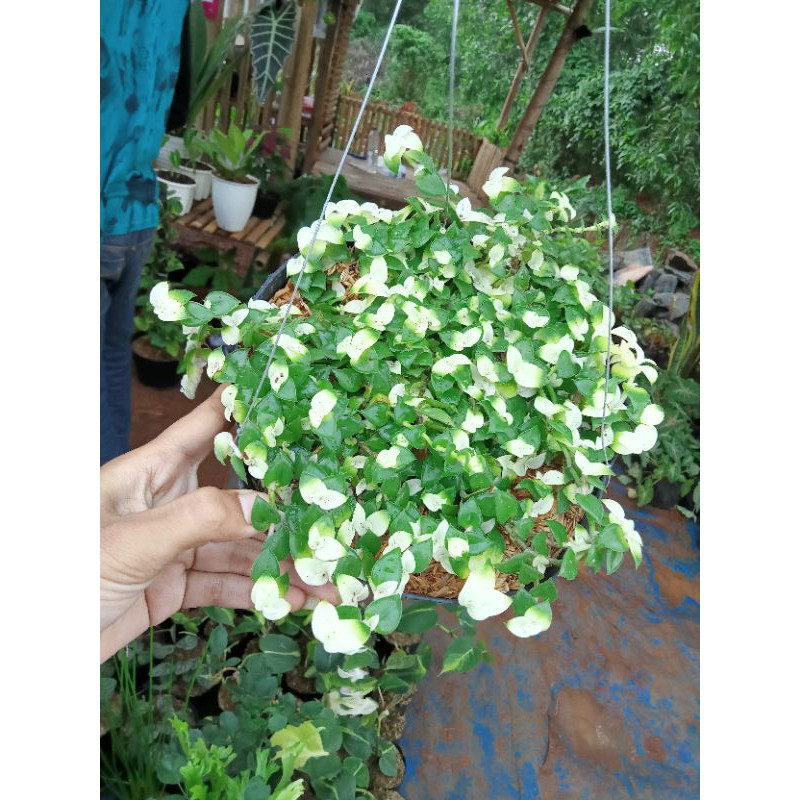 tanaman hias air mata janda