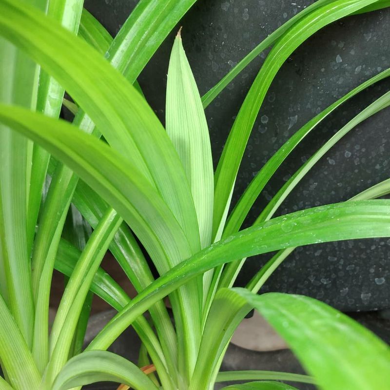 

Bibit Pandan Wangi