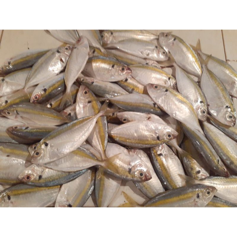 

ikan Selar fresh murah 1000 gram