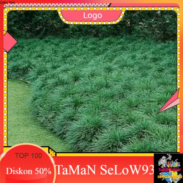 Tanaman pengganti rumput kucai mini