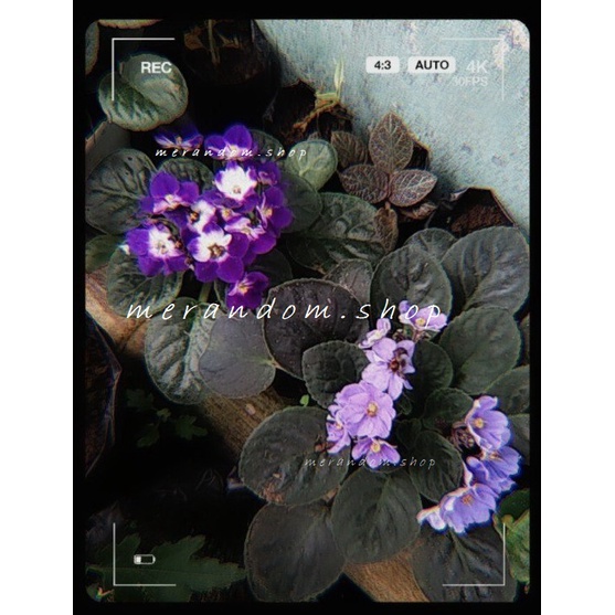 bunga violces / tanaman hias / aprican violet / violces pink / violces ungu/ violces maroon/ violces