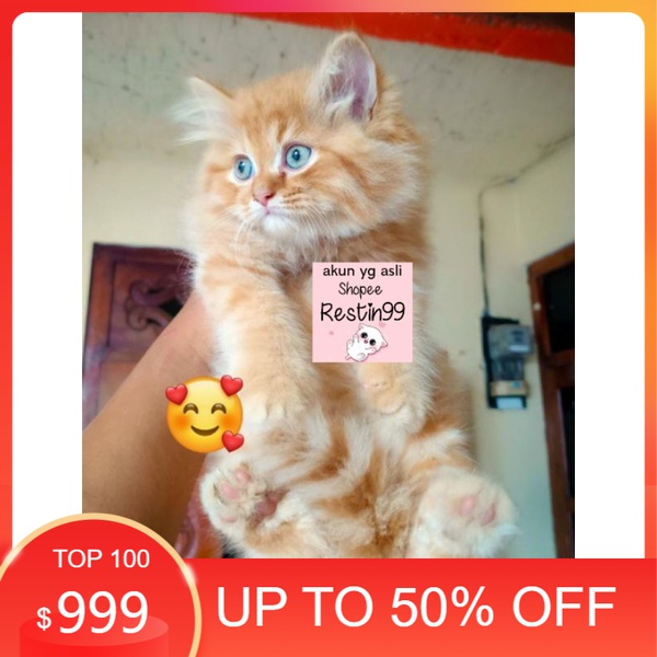 anak kucing persia medium Garfield oren long hair mata biru