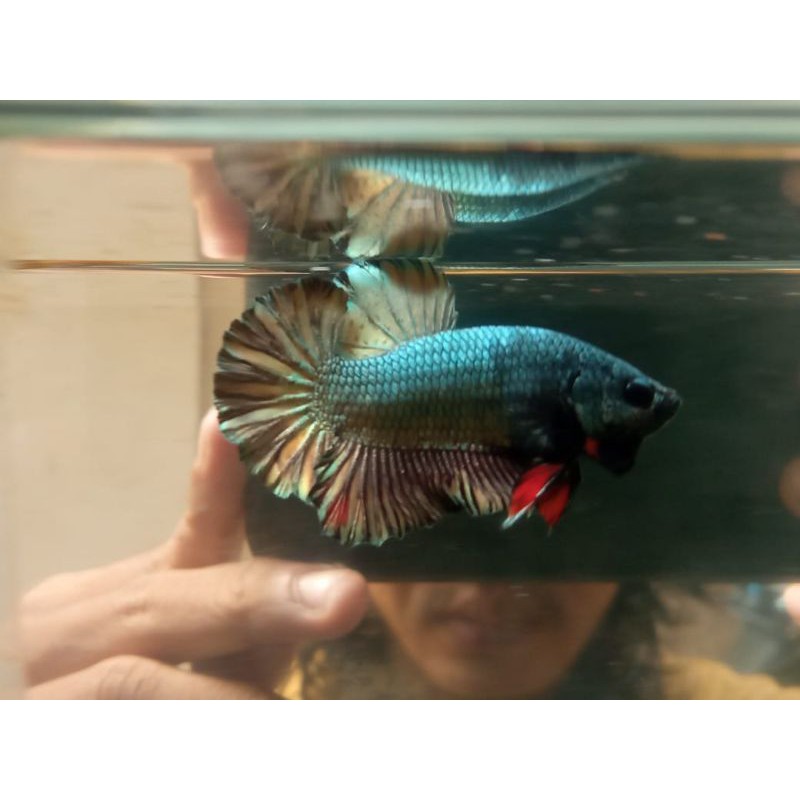 Male Avatar Cooper Gold/Avatar Cooper/Avatar gold/Avc Gold