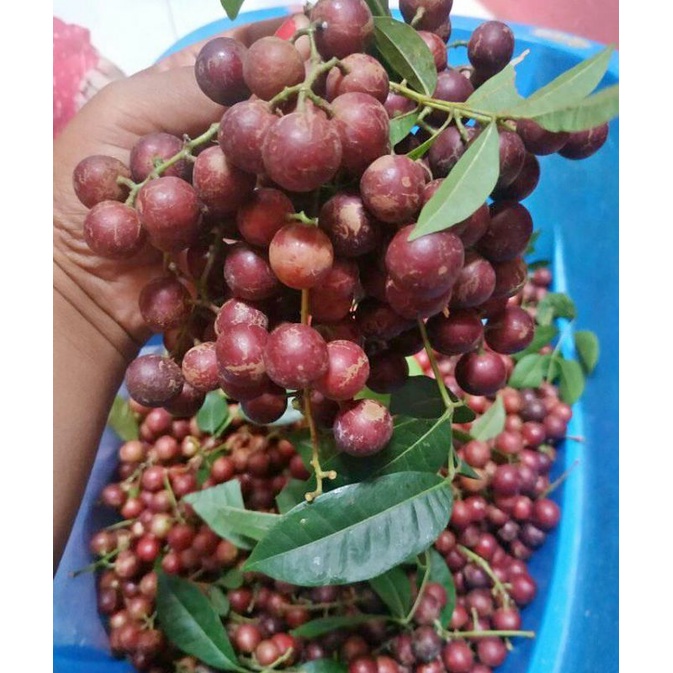 

Buah Trenggulun 1 KG Rasa Asem, Manis