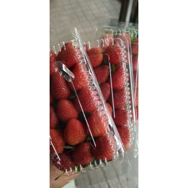 

PROMO BUAH STOBERI 3 MIKA Rp15.000 FRESH DAN SEGAR HARGA TERMURAH