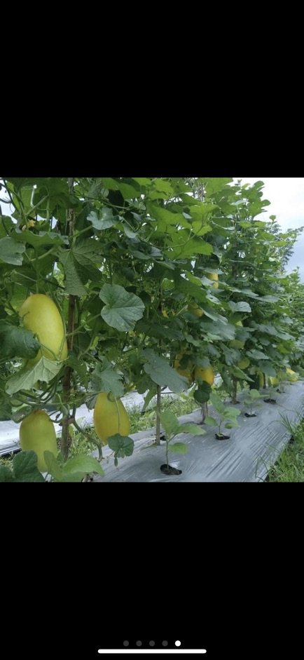 Benih Timun Suri Syakira 10 gr Trias Agro seed-3