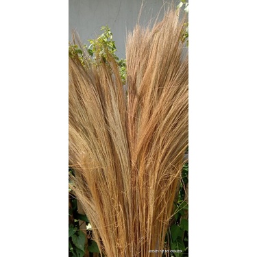 PAMPAS COKLAT RAYUNG / DEKORASI RUSTIC