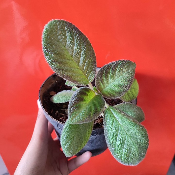 Bunga Episia Episcia Lilimon Pink Cantik Murah