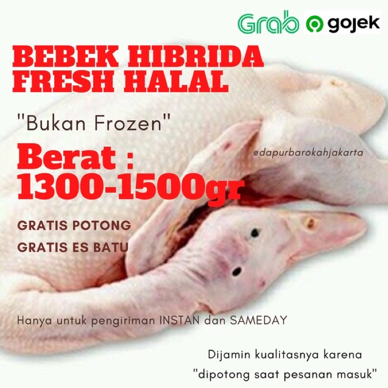 BEBEK PEKING HIBRIDA BERSIH HALAL MURAH BERKUALITAS [ 1300-1500 GR]
